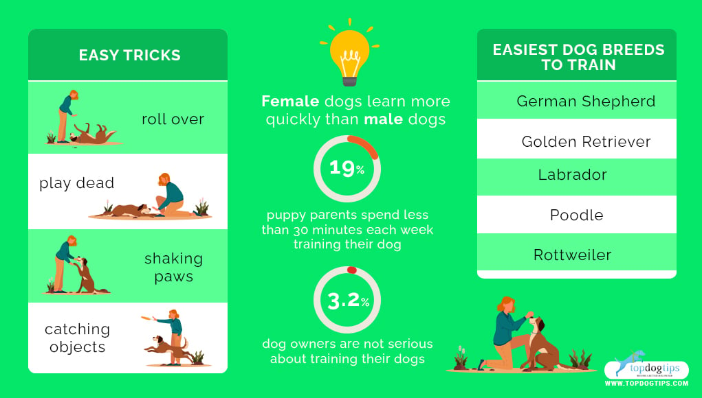 Difficult Tricks to Train Dogs 