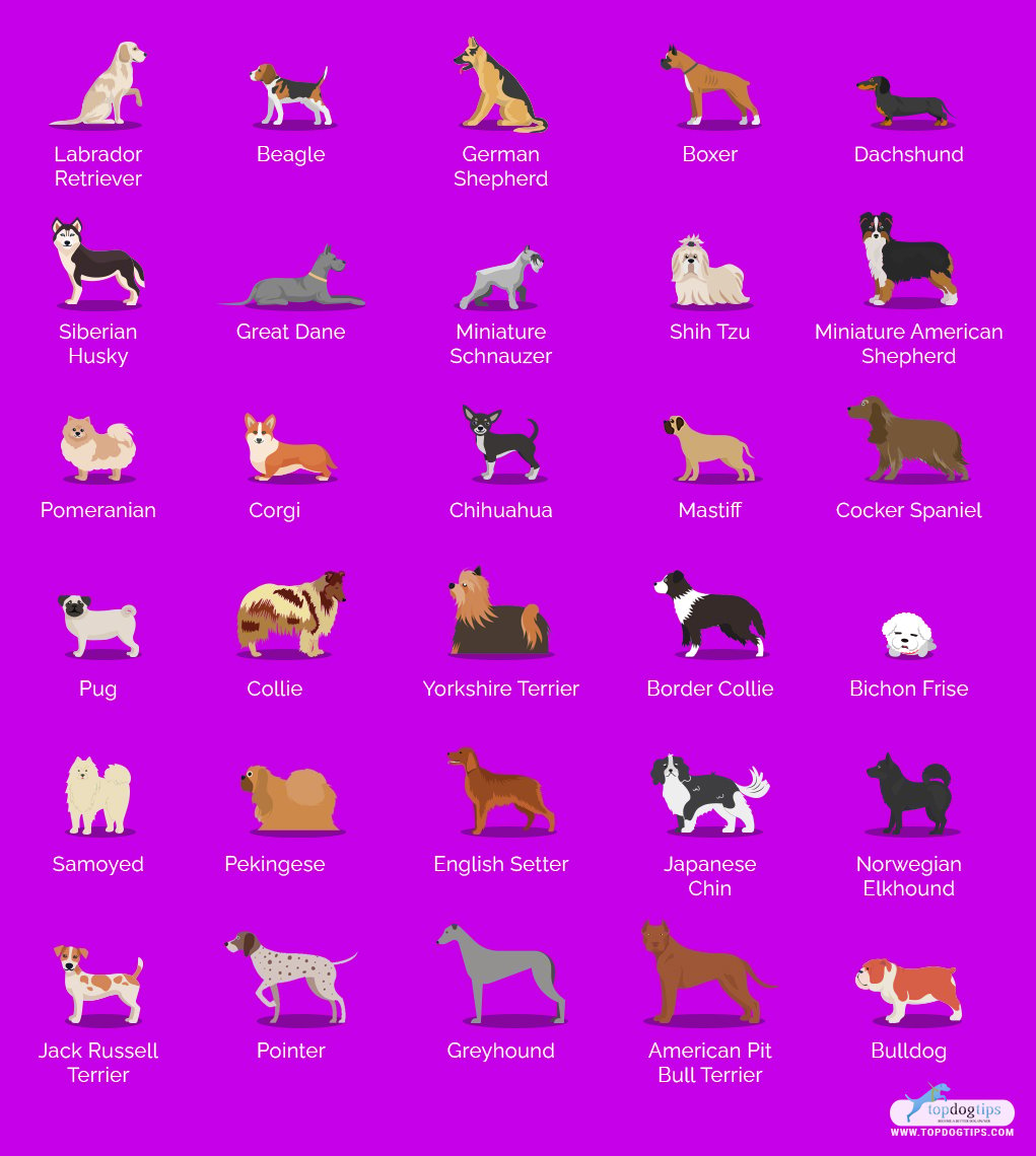 dog breeds for families