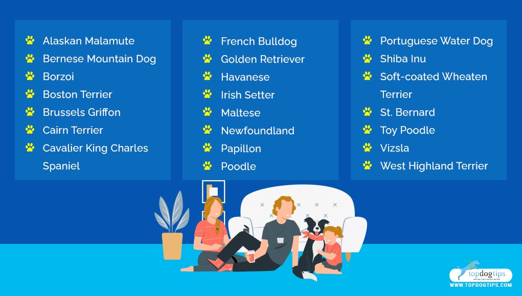 dog breeds for families