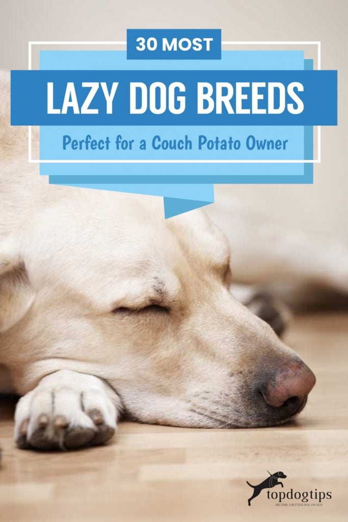 30 Most Lazy Dog Breeds Perfect for a Couch Potato Owner