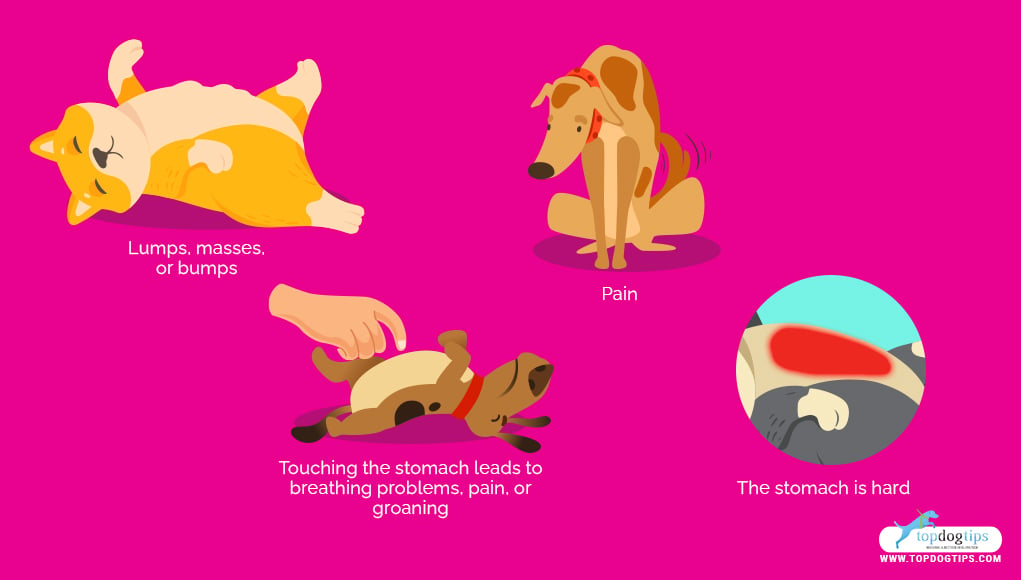 Other signs to look out for if dog's stomach is hard