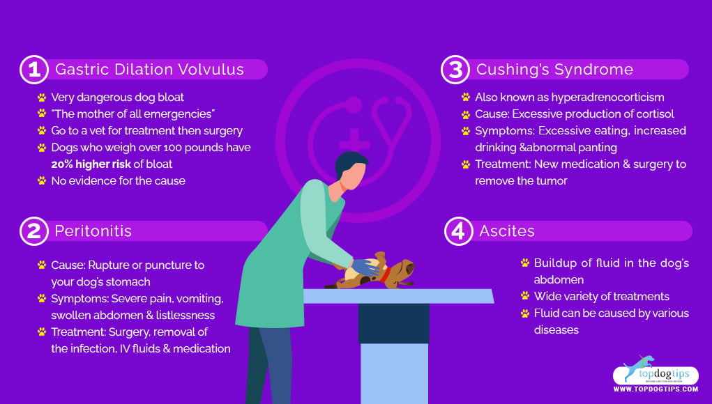 Possible reasons why a dog's stomach is hard 