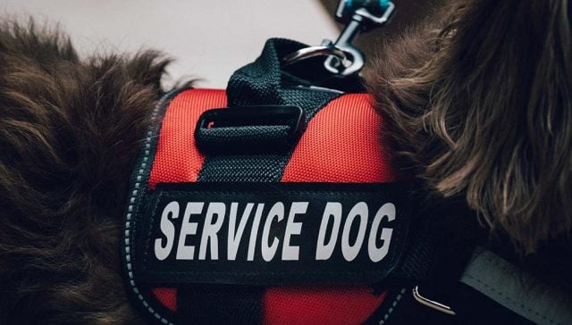 5 Best Service Dog Vests and Harnesses for Working Dogs