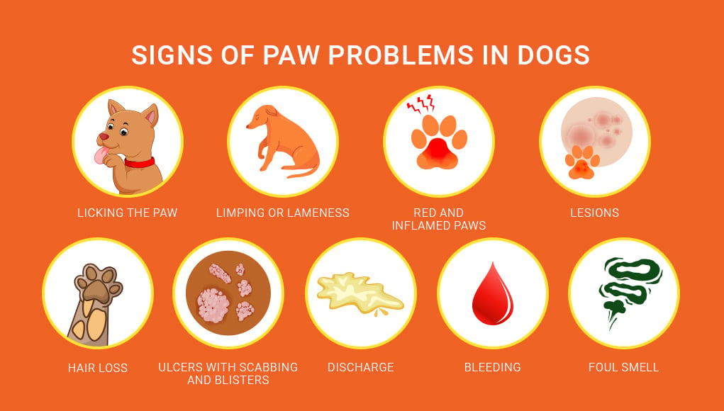  Dog Paw Problems