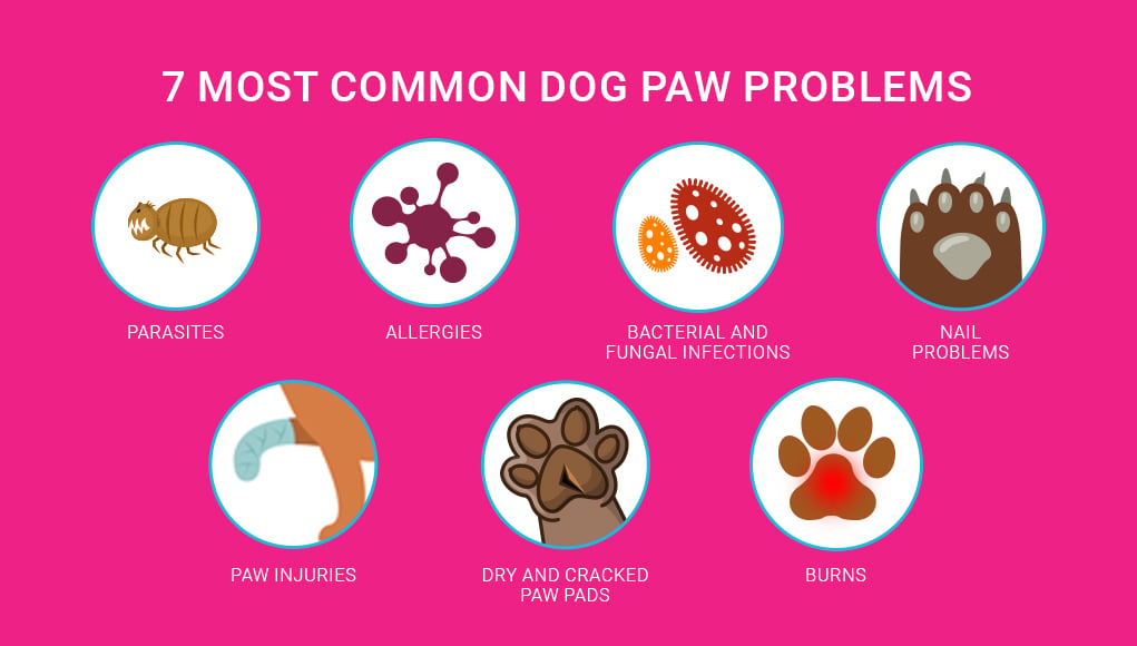  Dog Paw Problems