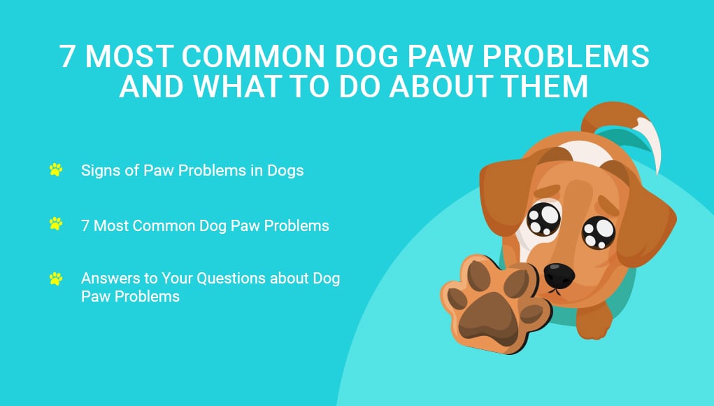 Dog Paw Problems