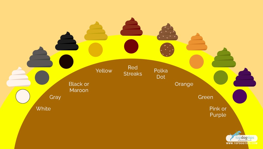 Dog Poop Color Chart