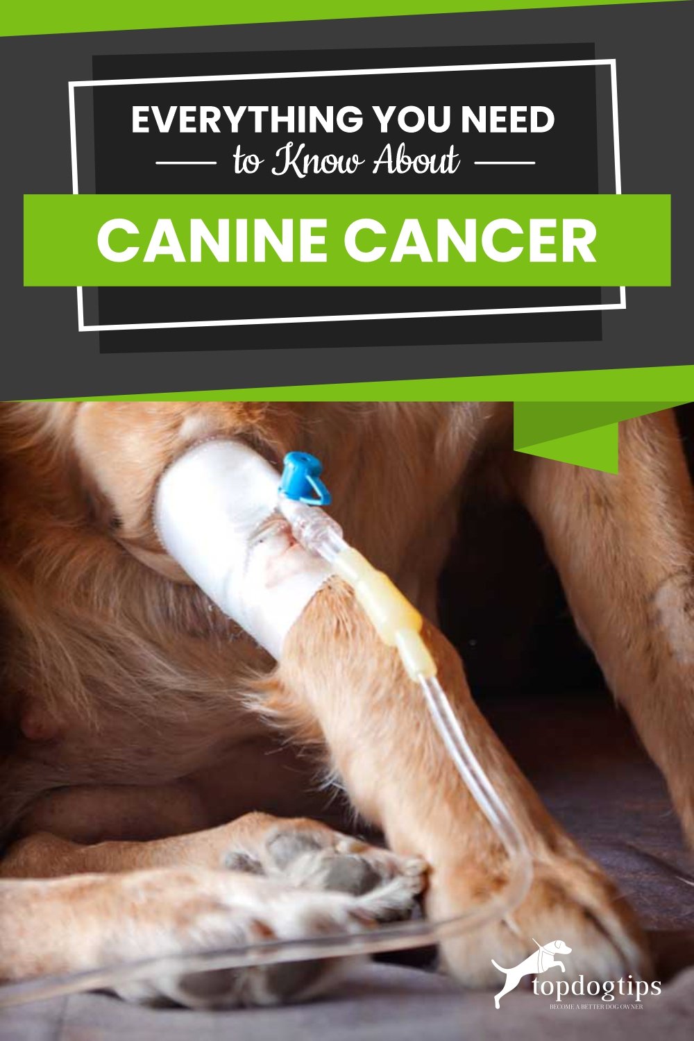 Everything You Need to Know About Canine Cancer