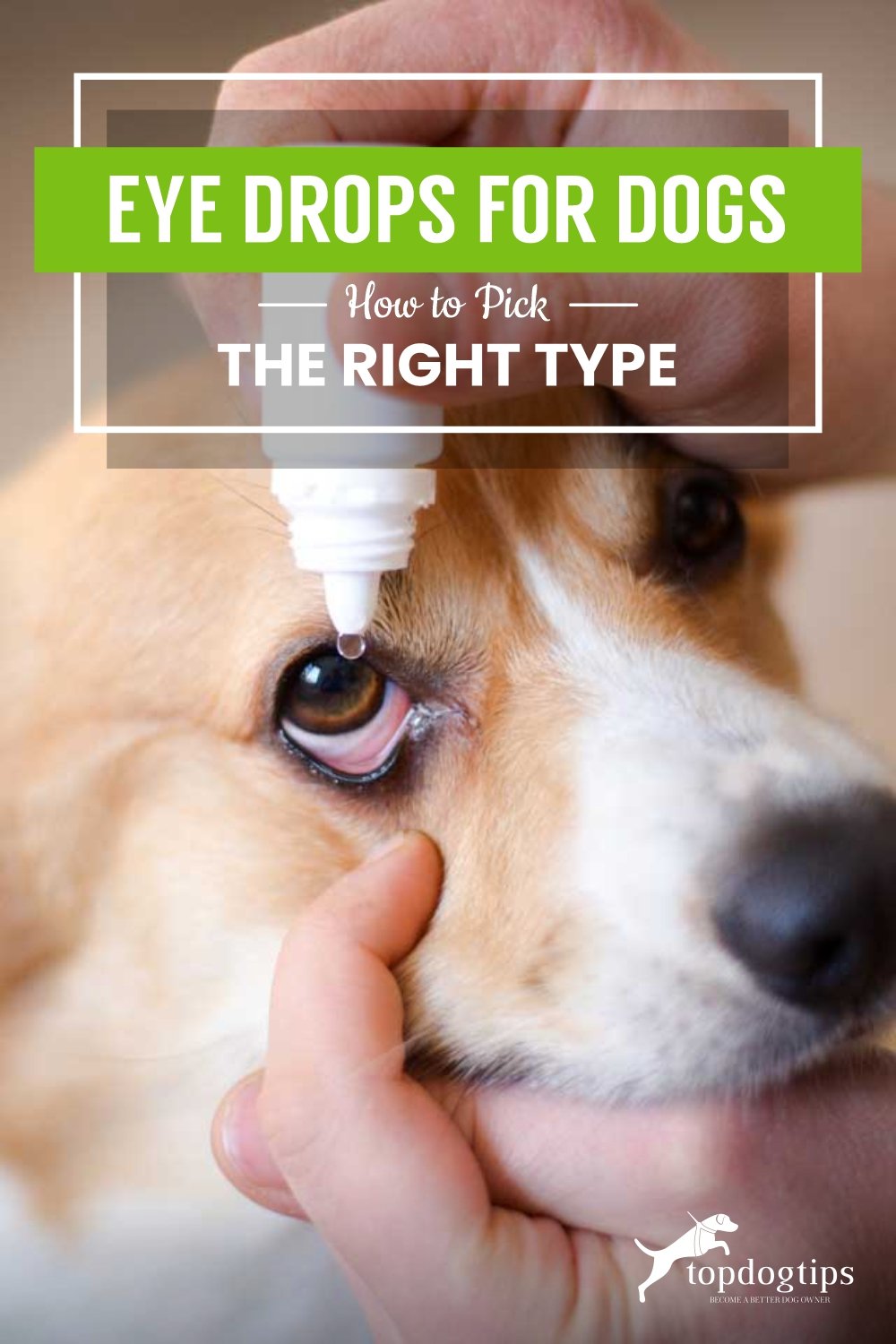 Eye Drops for Dogs- How to Pick the Right Type