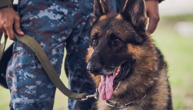 Military Dog breed