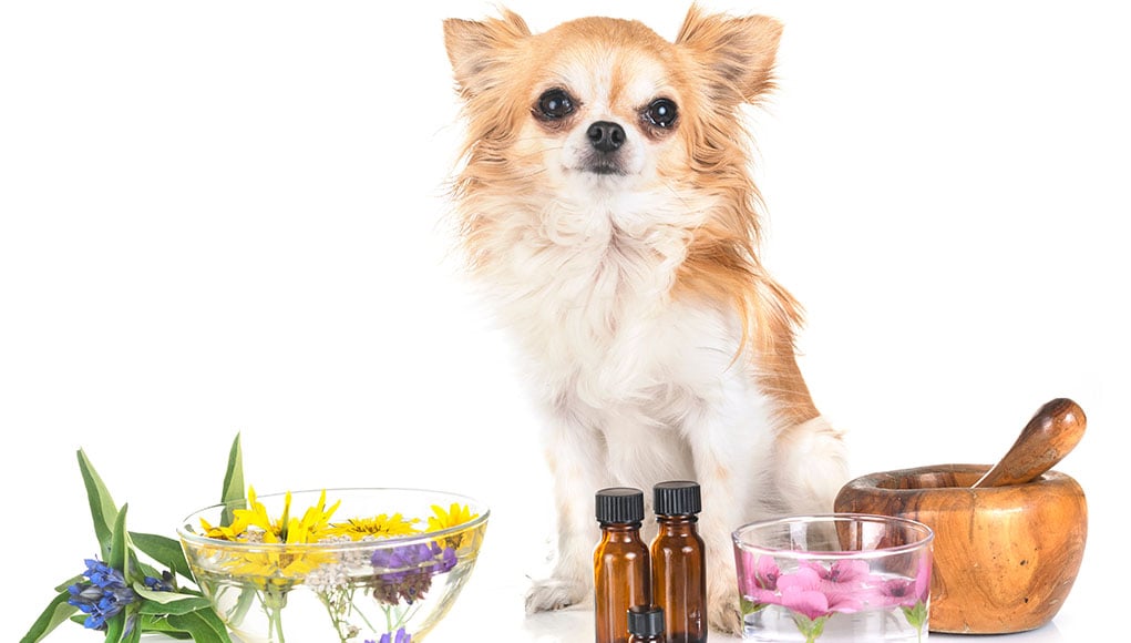 Herbal remedies for dogs