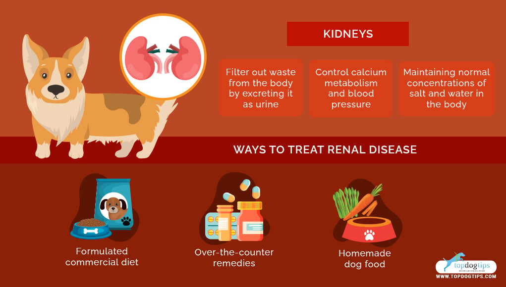 Homemade Dog Food for Renal Disease 