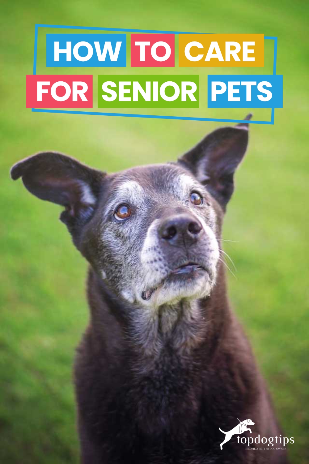 How To Care for Senior Pets