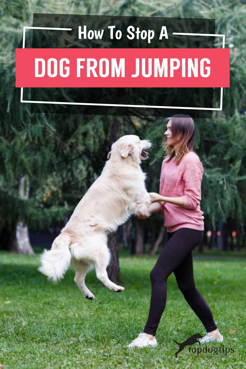 How To Stop A Dog From Jumping