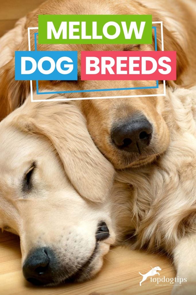 Mellow Dog Breeds