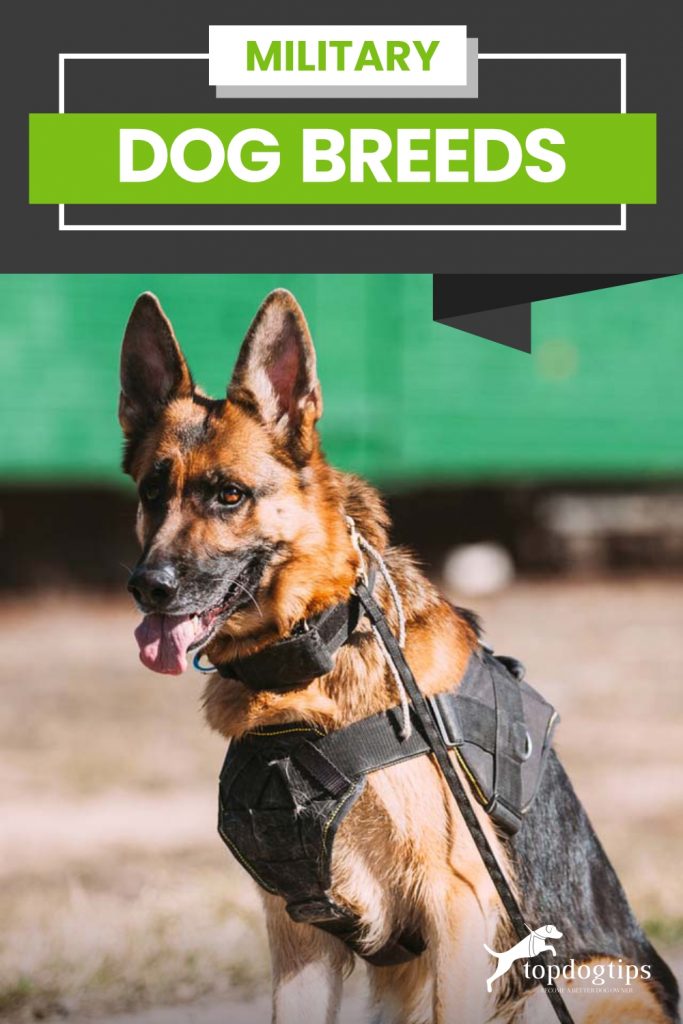 Military Dog Breeds