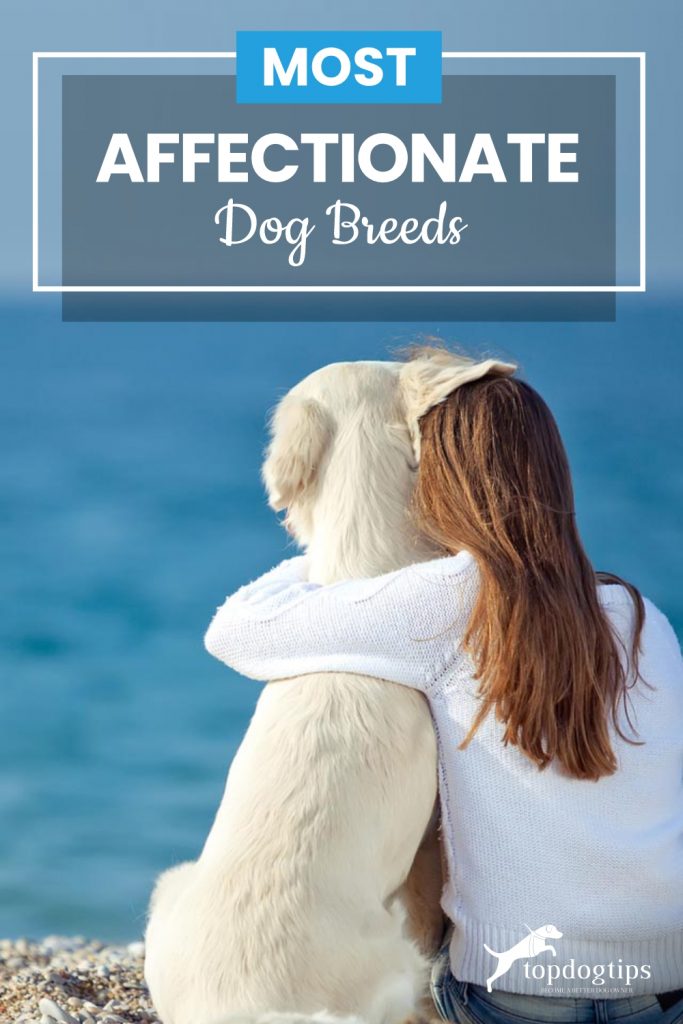 Most Affectionate Dog Breeds