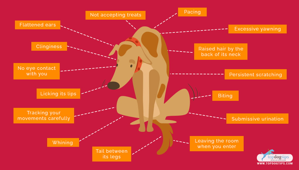 Indicators that a dog is scared