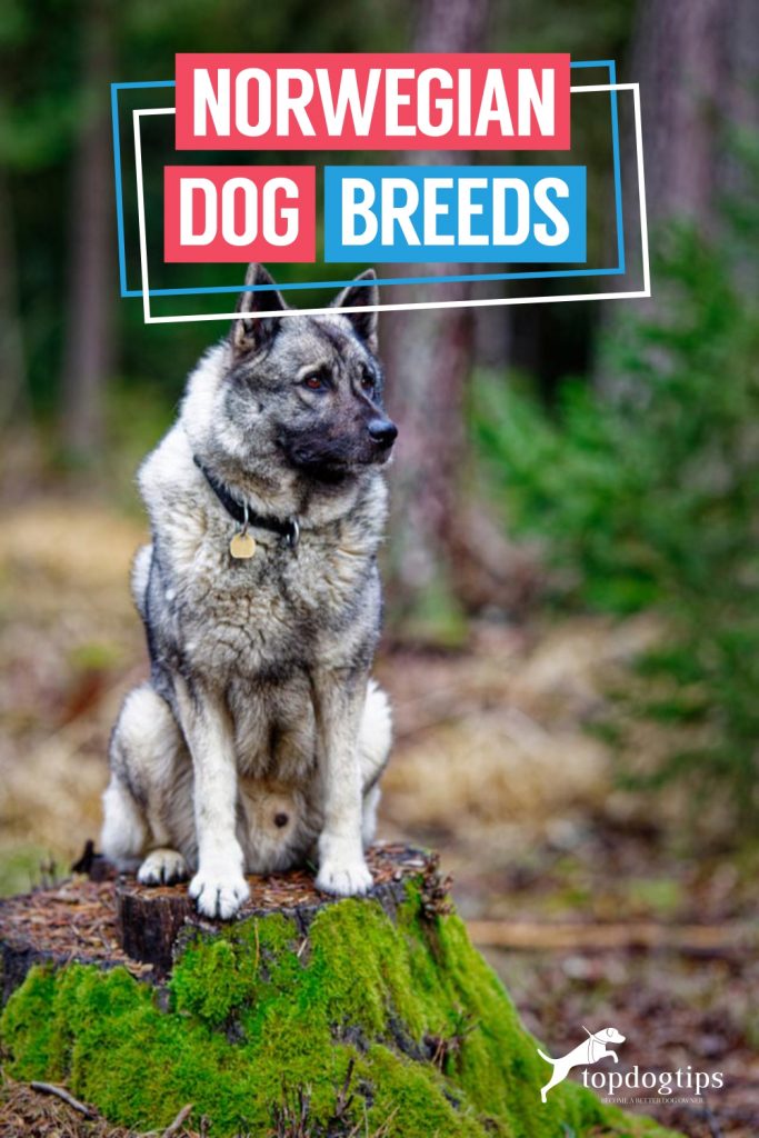 Norwegian Dog Breeds