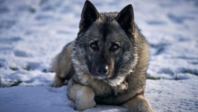 Norwegian Dog Breeds