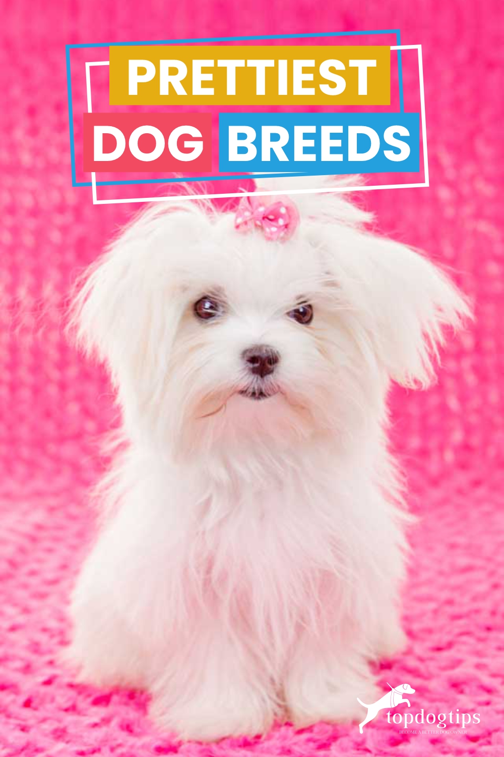 Prettiest Dog Breeds