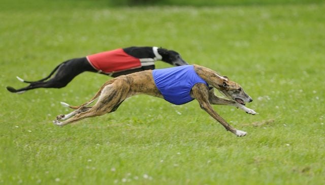 Racing Dog Breeds