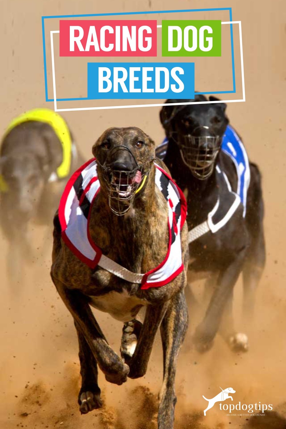 Racing Dog Breeds