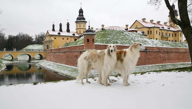 Russian Dog Breeds