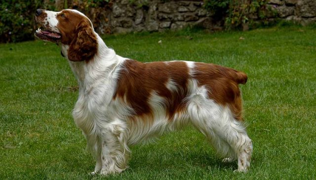 Spaniel Dog Breeds