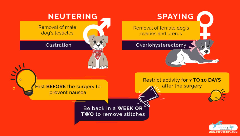 dog neutering, spaying a dog