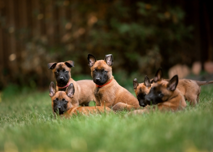 good dog breeder of puppies