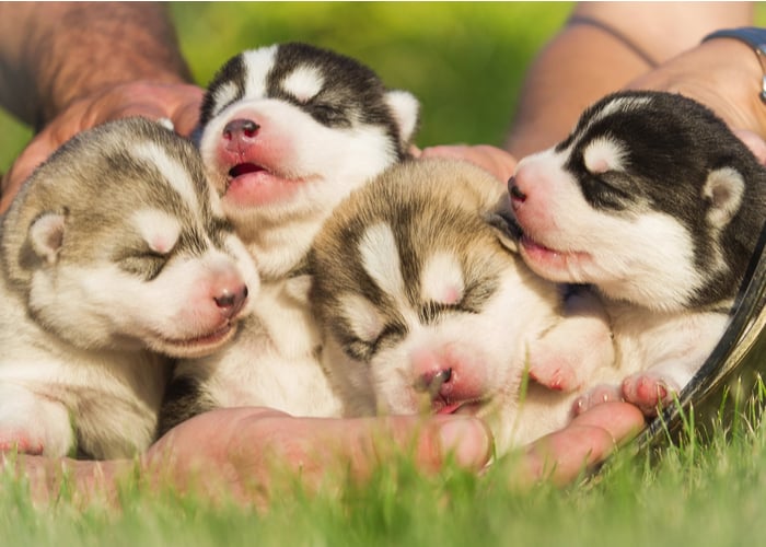 good dog breeders for puppies