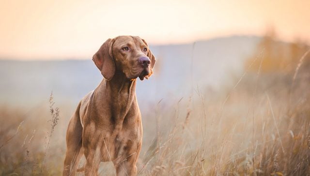 Hunting hound dogs