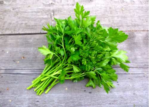 herbal remedies for dogs Parsley