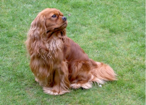 English Toy Spaniel dog breeds