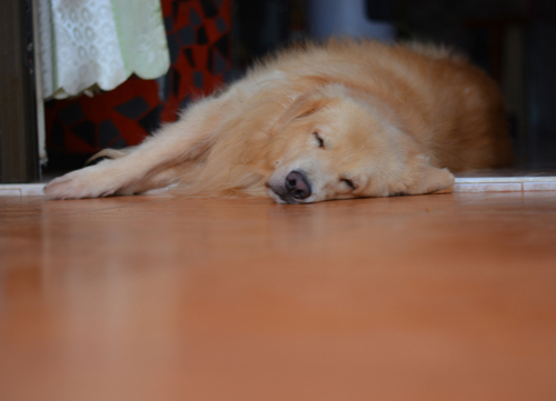 golden retriever dog breeds prone to seizures