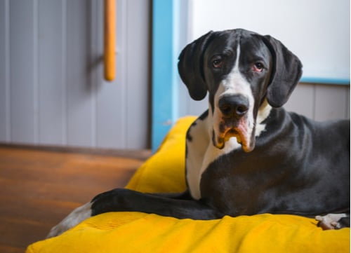 mellow dog breeds great dane