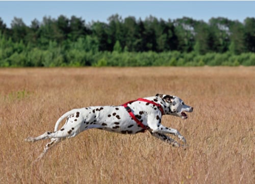 Racing Dogs Dalmatian