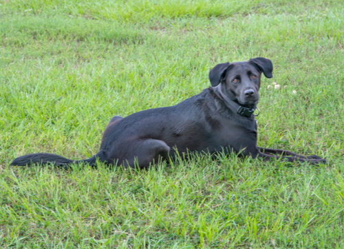 black Labrador retriever dog breeds prone to seizures