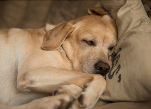 mellow dog breeds Labrador retriever 