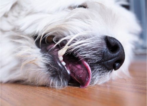 dog having seizure dog breeds prone to seizure