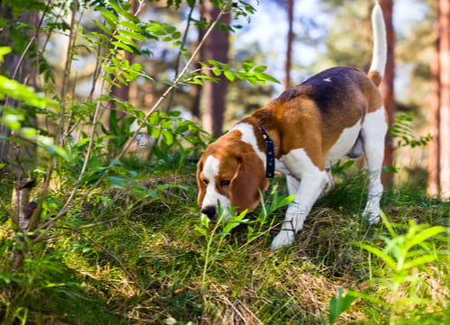 Hunting hound dog beagle