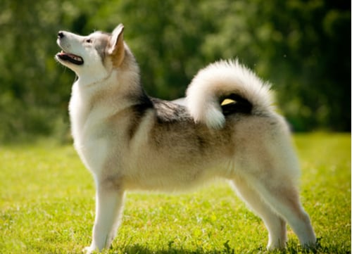 Prettiest Dog Breeds Siberian Husky