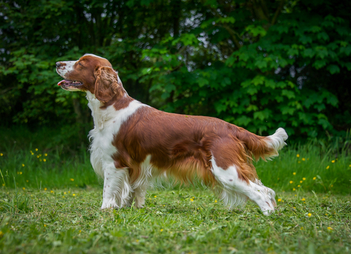 Welsh Springer Spaniel dog breeds