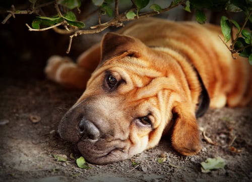 mellow dog breeds Shar-Pei