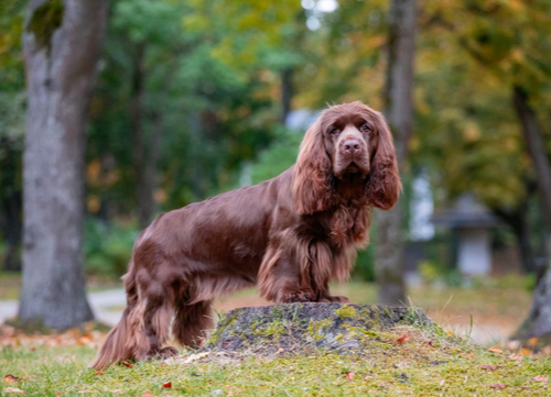 Sussex Spaniel dog breeds