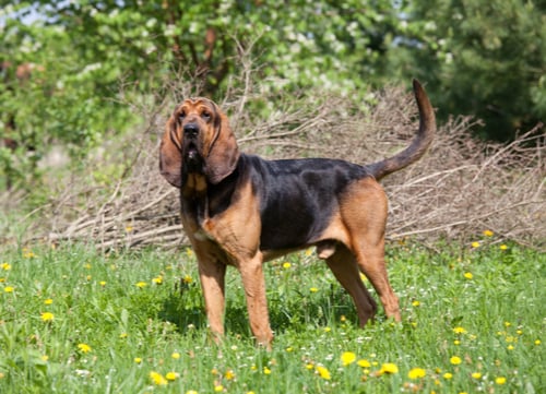 Hunting Hound Dog Bloodhound