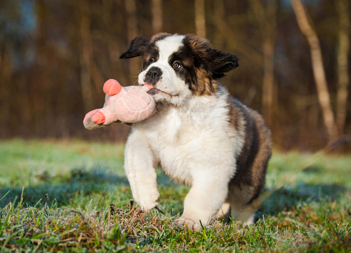 Saint Bernard dog breeds that can have seizures