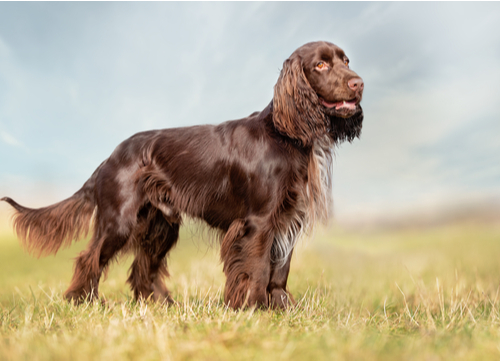 Field Spaniel dog breeds