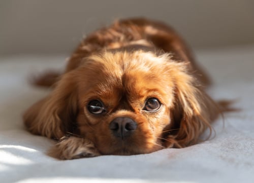 Mellow dog breeds Cavalier King Charles